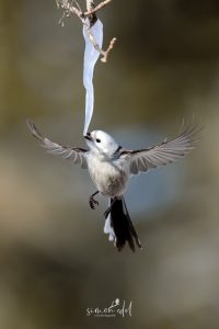 Schwanzmeise (long-tailed tit) im Flug an Eis leckend