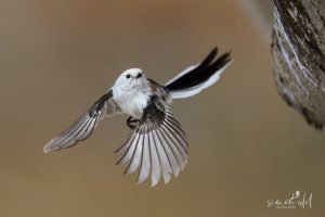 Schwanzmeise (long-tailed tit) im Flug