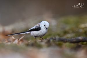 Schwanzmeise (long-tailed tit) auf dem Boden sitzen in Hokkaido, Japan