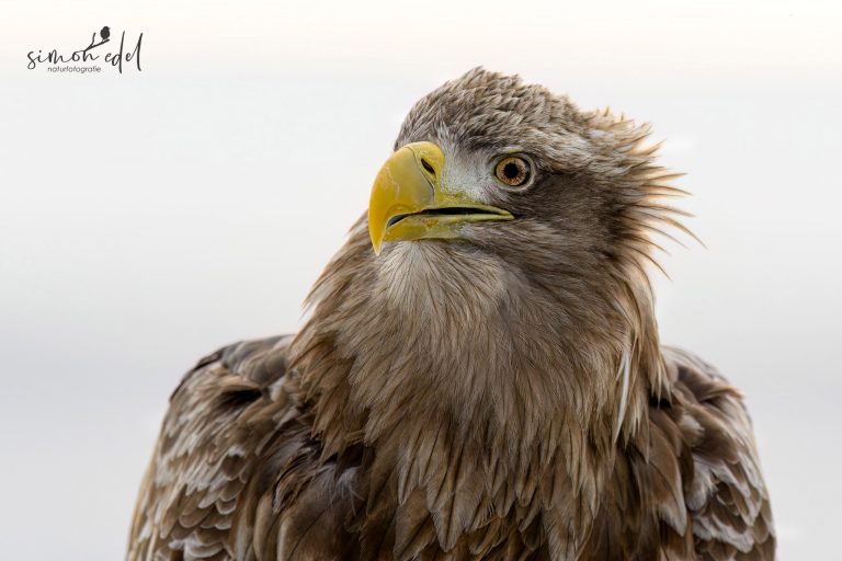 Seeadler (white-tailed eagle): Portraitaufnahme mit vielen Details