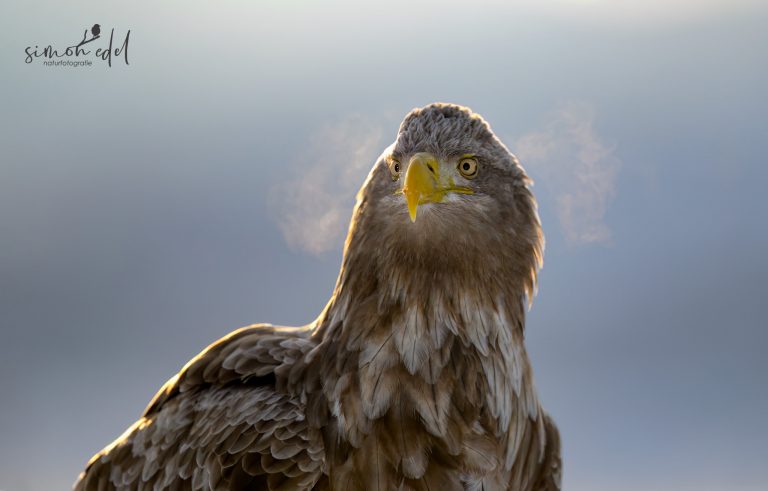 Seeadler (white-tailed eagle) mit gefrorenem Atem im Eis