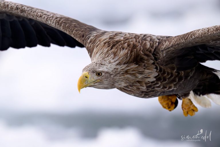 Seeadler (white-tailed eagle): Nahaufnahme im Flug