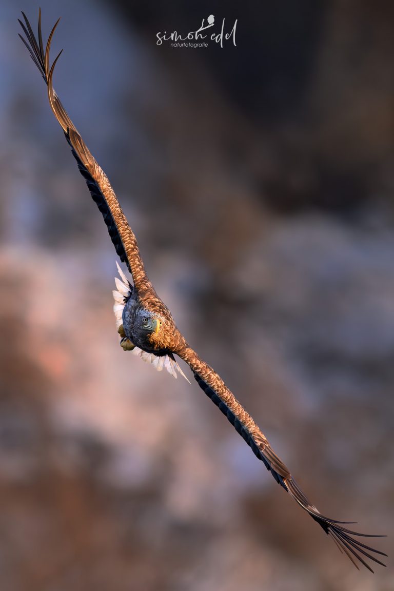 Seeadler (white-tailed eagle) mit ausgestreckten Flügeln im Sturzflug
