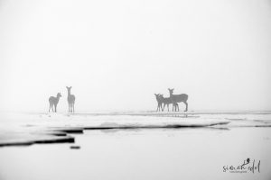 Sikahirsche am See im Nebel in Hokkaido