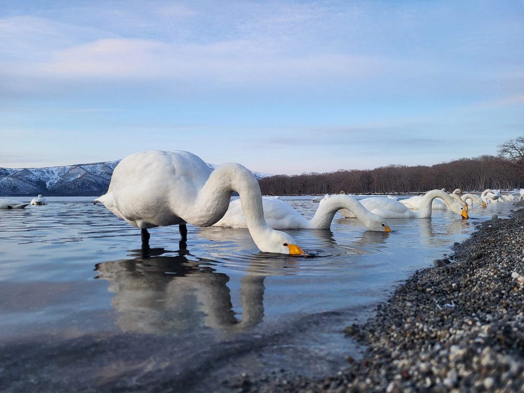 Singschwäne (Whooper swans) beim Essen an den heißen Quellen am Lake Kussharo