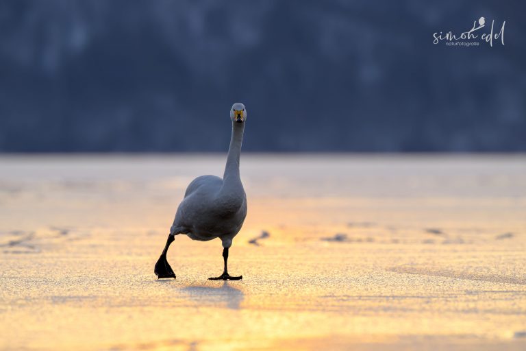 Singschwan (Whooper swan) laufend auf dem Eis des Lake Kussharo