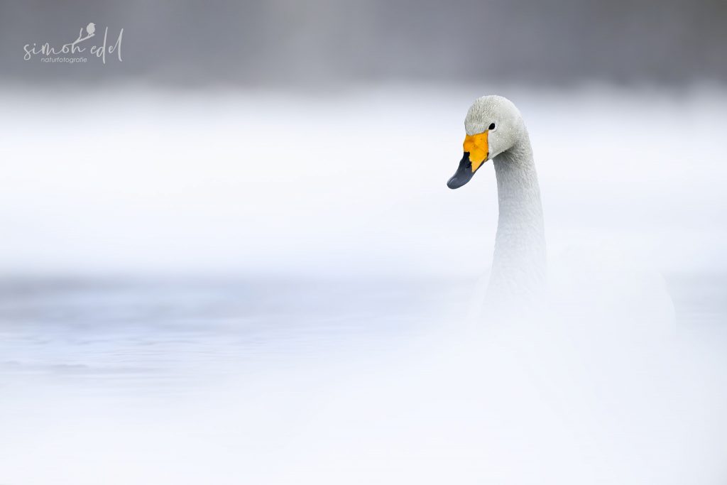 Singschwan (Whooper swan) im aufsteigende Nebel an heißer Quelle am Lake Kussharo, Hokkaido, Japan