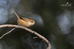 Büffelkopfwürger (Bull-headed shrike) auf Ast sitzend