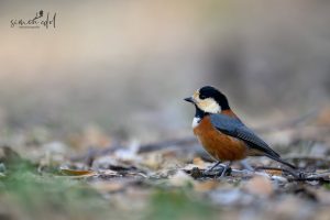 Buntmeise (Varied tit) auf Waldboden sitzend