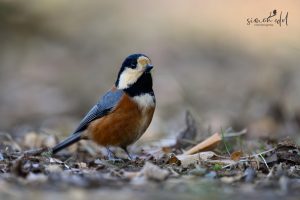 Buntmeise (Varied tit) auf Waldboden sitzend