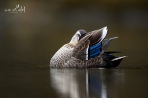 China-Fleckschnabelente (Eastern spot-billed duck) putzt sich
