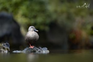China-Fleckschnabelente (Eastern spot-billed duck) auf einem Stein im Wasser sitzend