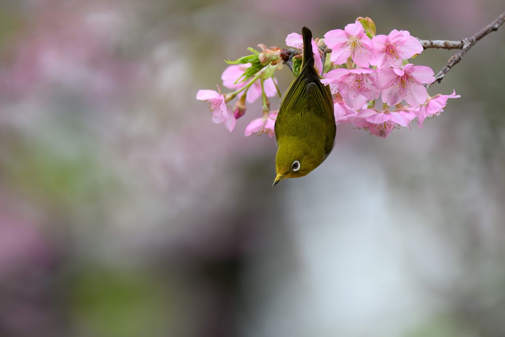 Titelbild Japanbrillenvogel auf Kirschblüte