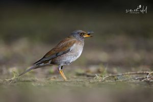 Fahldrossel (pale thrush) isst eine Beere