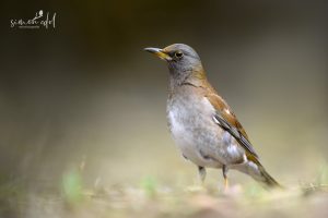 Fahldrossel (pale thrush) auf Waldboden stehend