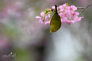 Japanbrillenvogel (warbling white-eye) auf Kirschblüte sitzend
