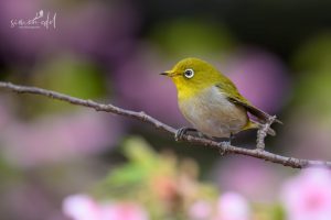 Japanbrillenvogel (warbling white-eye) auf Ast vor Kirschblüte sitzend