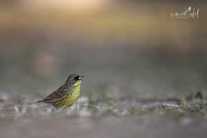 Maksenammer (black-faced bunting) on the ground