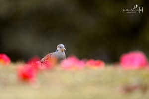 Orientalturteltaube (Oriental turtle dove) durch Blumenmeer laufend