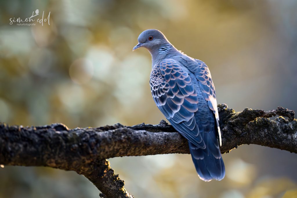 Orientalturteltaube (Oriental turtle dove) perched on a branch