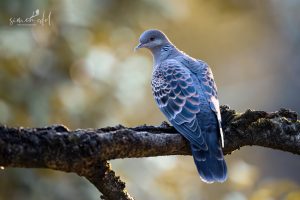 Orientalturteltaube (Oriental turtle dove) perched on a branch