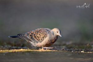 Orientalturteltaube (Oriental turtle dove) walking in a sunbeam