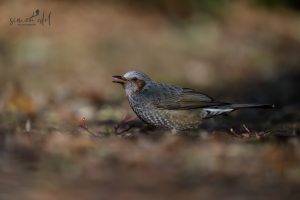Orpheusbülbül (Brown-eared bulbul) isst Blüte auf Boden sitzend