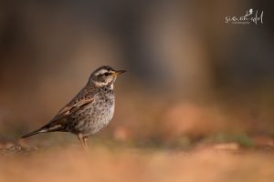 Rostflügeldrossel (dusky thrush) im Morgenlicht auf Waldboden stehend