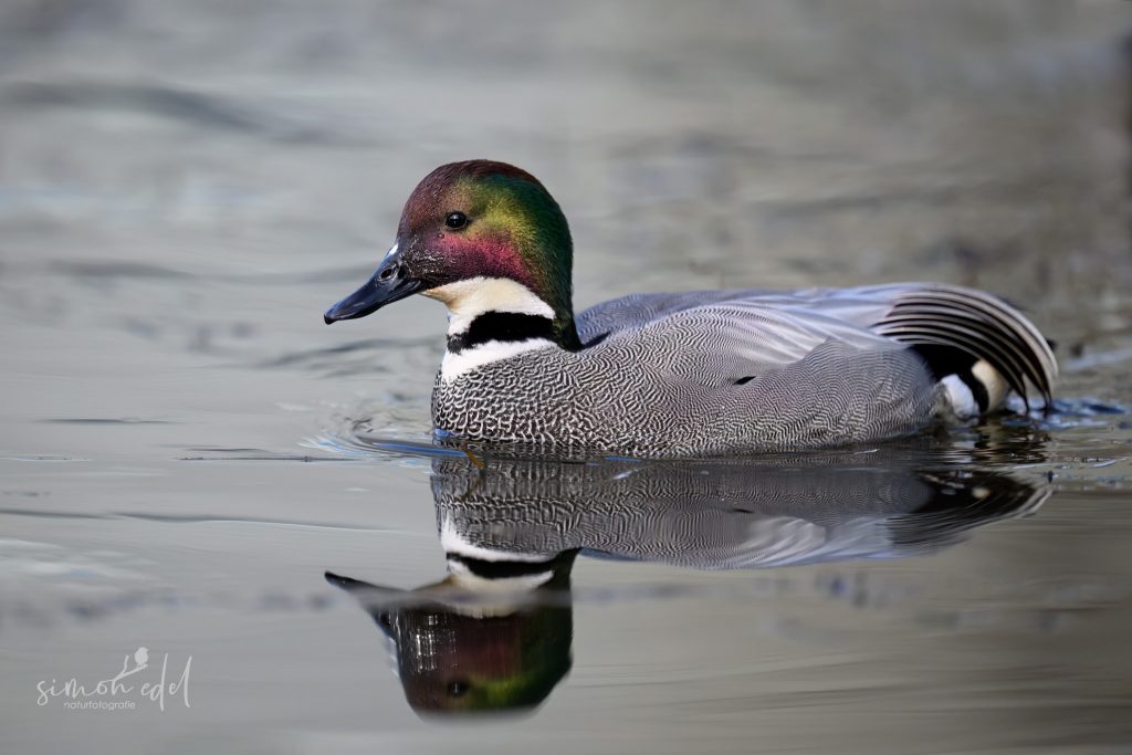 Sichelenten-Männchen (falcated duck) im Wasser
