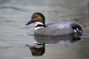 Sichelenten-Männchen (falcated duck) im Wasser