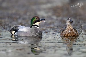 Sichelente (falcated duck) Männchen beim Balzen mit Weibchen