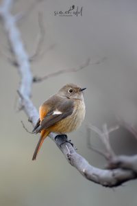Spiegelrotschwanz (Daurian redstart) female sitting on a perch