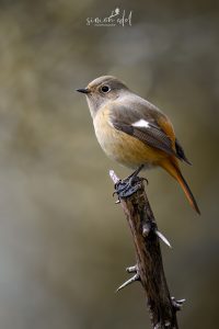 Spiegelrotschwanz (Daurian redstart) female perching on a thorny branch