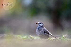 Weißwangenstar (hite-cheeked starling) auf einer Wiese sitzend