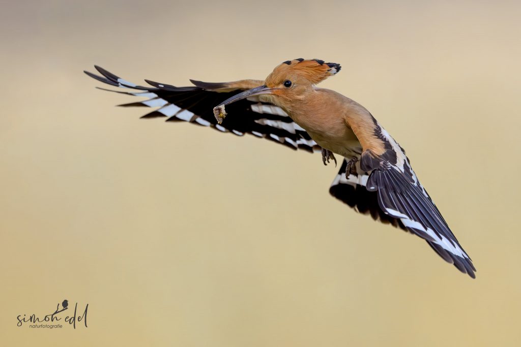 Wiedehopf (Eurasian hoopoe) im Flug