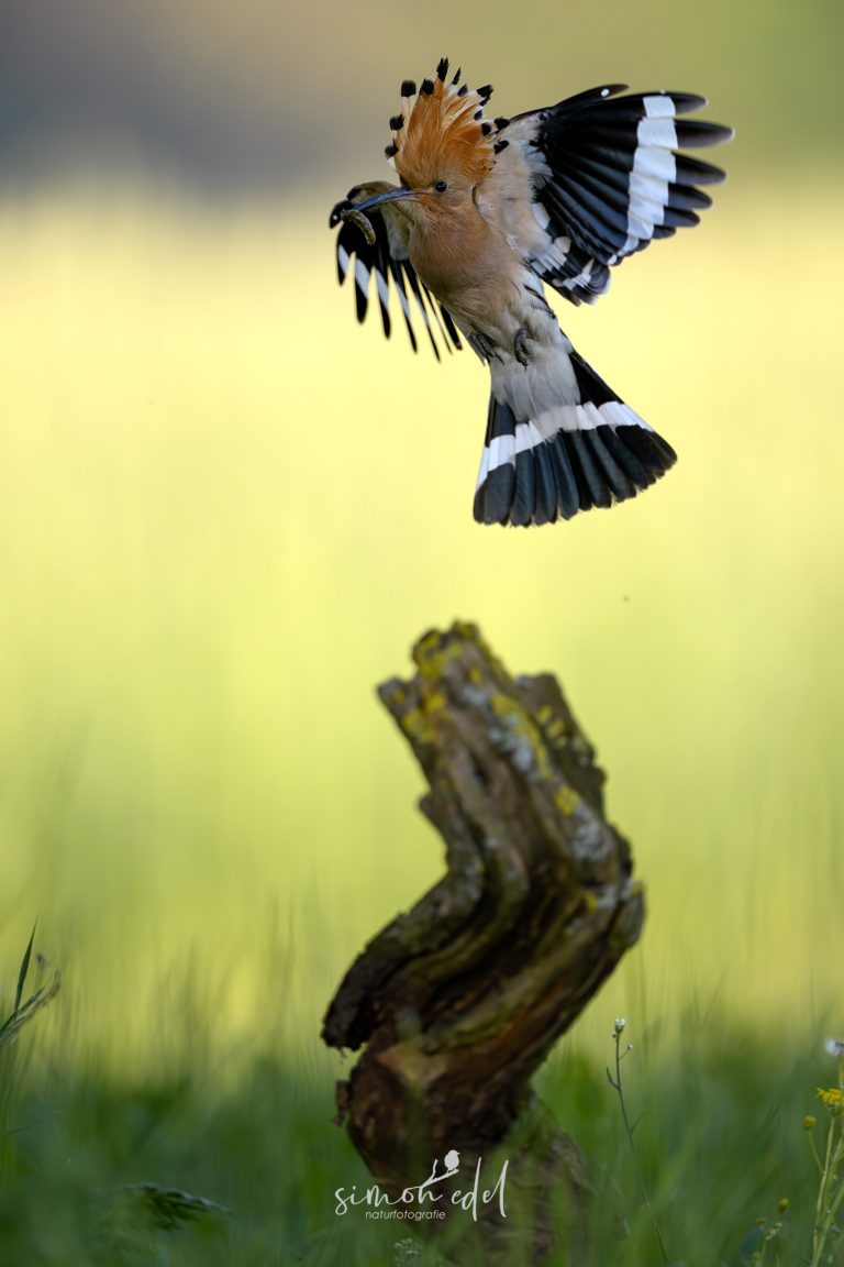 Wiedehopf (Eurasian hoopoe) im Anflug auf Ansitzast