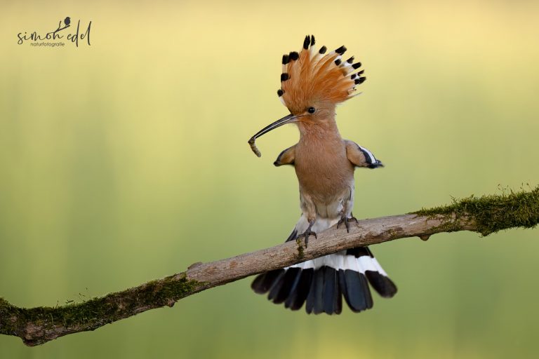 Wiedehopf (Eurasian hoopoe) mit aufgestelltem Schwanz
