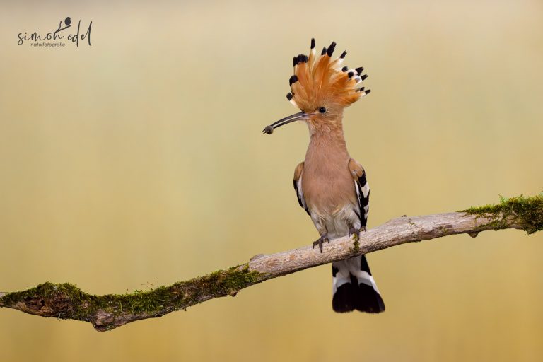 Wiedehopf (Eurasian hoopie) mit Insekt auf Ast
