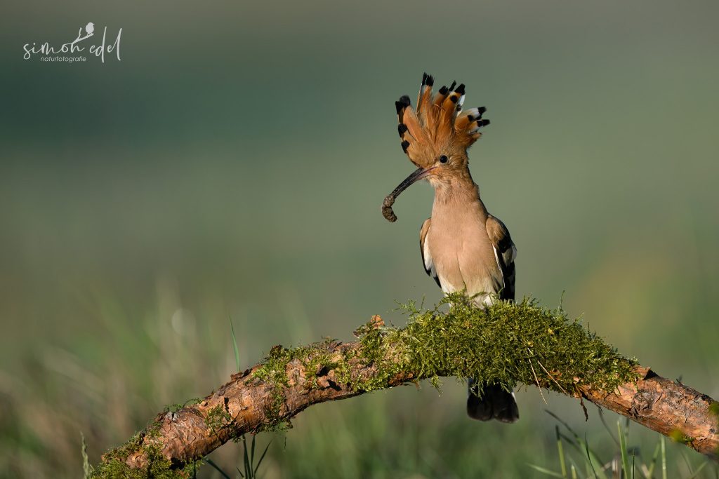 Wiedehopf (Eurasian hoopoe) mit Futter auf einem moosigen Ast