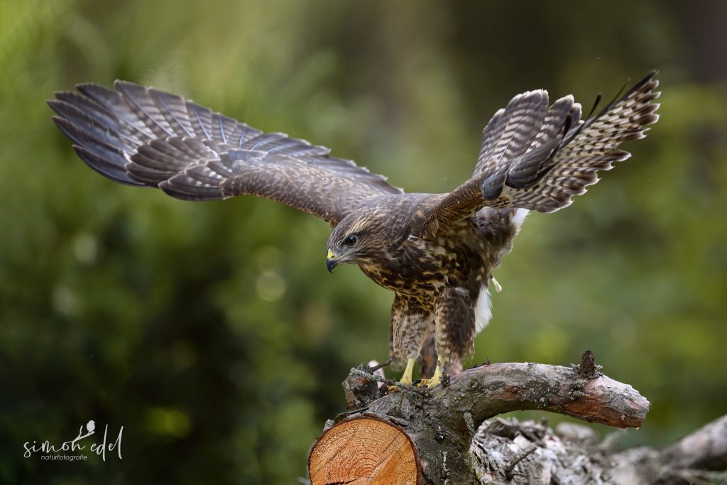 Mäusebussard (Common Buzzard) mit ausgebreiteten Flügeln beim Kotabsatz