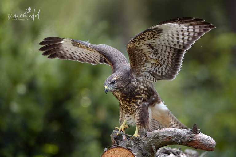 Mäusebussard (Common Buzzard) mit ausgestreckten Flügeln auf einem Ast sitzend