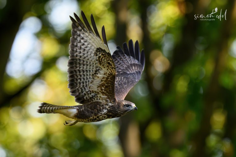 Mäusebussard (Common Buzzard) im Flug über der freien Landschaft