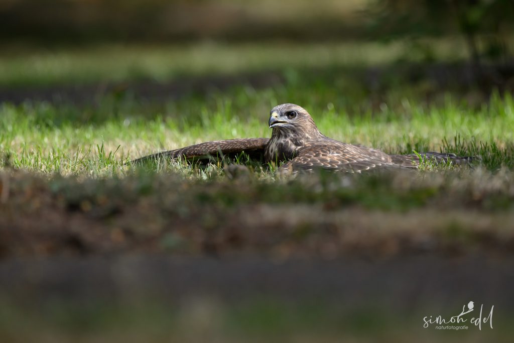 Mäusebussard (Common Buzzard) beim Sonnenbaden im Gras mit ausgebreiteten Flügeln