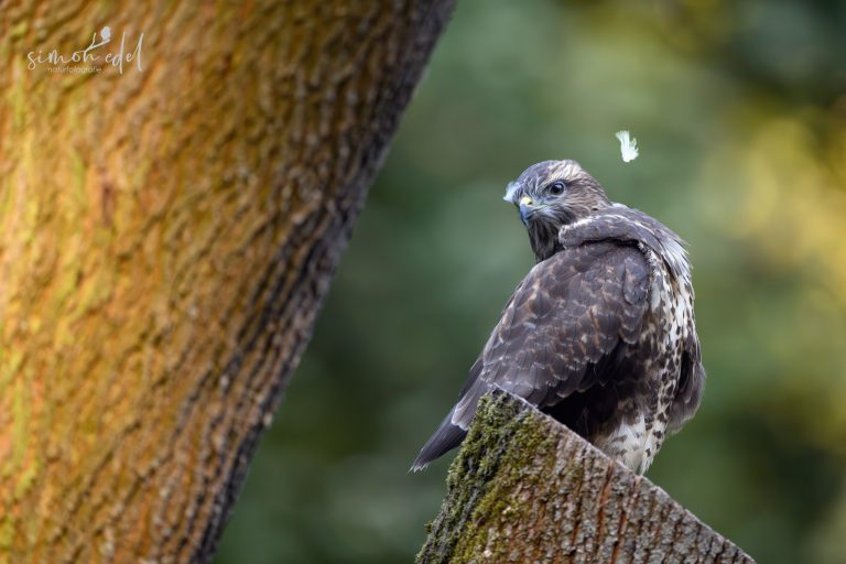 Mäusebussard (Common Buzzard) bei der Gefiederpflege in freier Natur