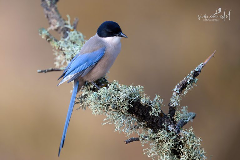 Blauelster (Iberian magpie) in Andalusien, Spanien