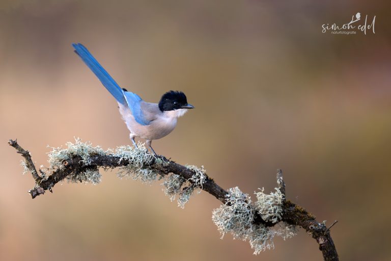 Blauelster (Iberian magpie) in Andalusien, Spanien