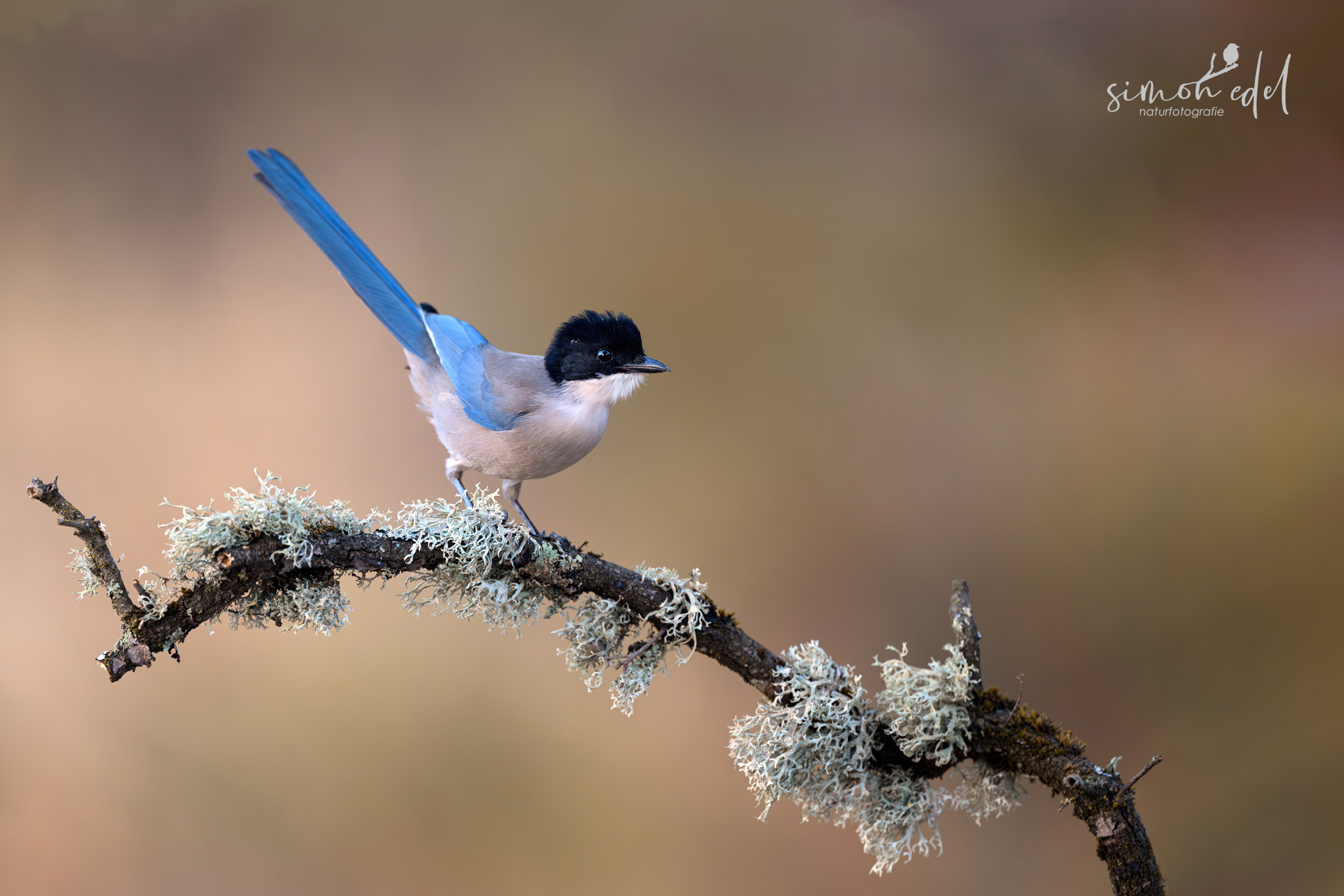 Blauelster (Iberian magpie) in Andalusien, Spanien
