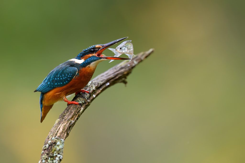 Eisvogel Titelbild