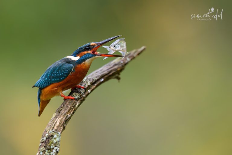 Eisvogel (Eurasian kingfisher) wirft Fisch in seinen Schnabel.