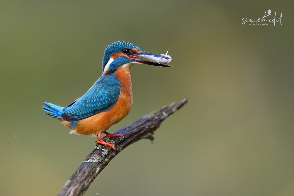 Eisvogel (Eurasian kingfisher) mit Forelle auf Ast sitzend.